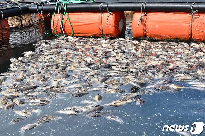 2023년 전남 여수 돌산의 한 가두리 양식장에서 우럭이 집단폐사한 모습. 뉴스1 ⓒ News1 김동수 기자