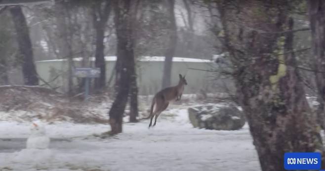 2일 호주 남동부 뉴사우스웨일스주에 40여 년 만에 최대 폭설이 내렸다. 호주 ABC뉴스 화면 캡처