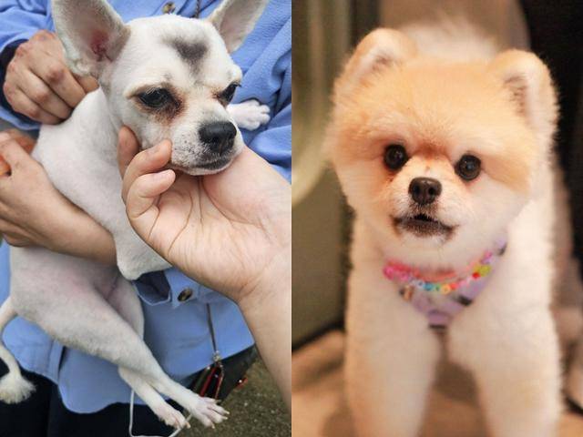 지난해 11월 입양을 갔던 레몬이는 지난달 대사관 직원이었던 보호자가 귀국하면서 지인에게 넘겨진 이후 행방을 알 수 없다 구조됐다. 구조된 모습(왼쪽)은 털이 다 깎이고, 눈 밑이 검게 착색되는 등 같은 개로 알아보기 힘들 정도였다. 동물과함께행복한세상제공