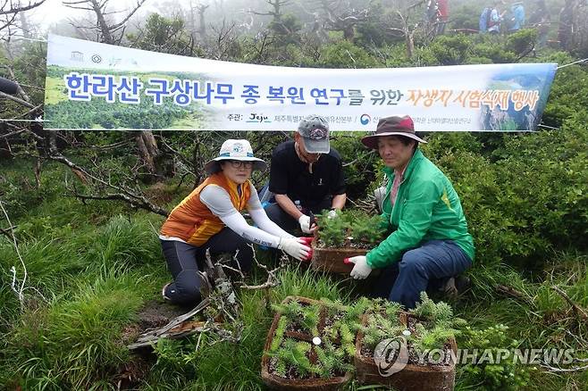한라산 구상나무 자생지 복원 활동 2017년 7월 4일 제주도 세계유산본부와 산림청 국립산림과학원 난대아열대산림연구소 관계자들이 한라산 영실 등반로 해발 1천630m 일대에서 구상나무 자생지 복원을 위한 시험식재를 하고 있다. [연합뉴스 자료사진]