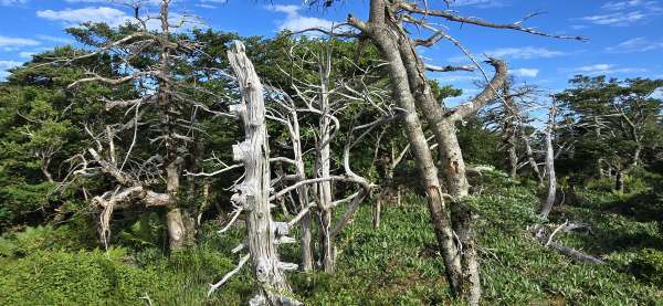 고사한 구상나무들 *한라산 영실 등산로 주변