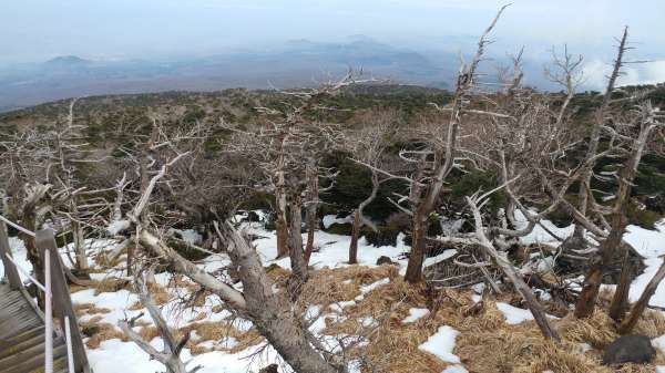 고사한 구상나무 *백록담 주변