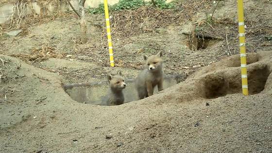 방사한 붉은여우 개체들이 갓 태어났을 당시의 모습. 국립공원공단 제공