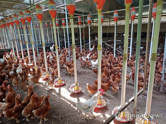 폭염 속 양계장 [사진 = 연합뉴스]