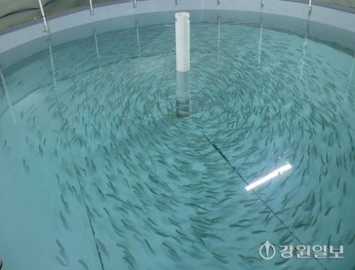 ◇강원특별자치도가 사육 중인 첨연어 치어