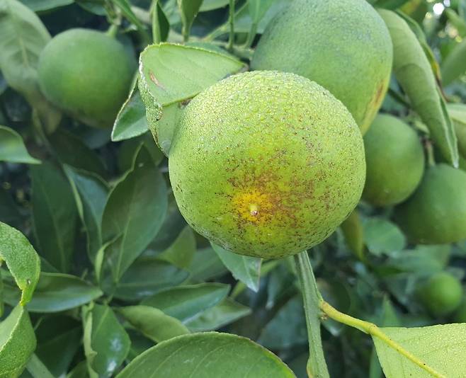 볼록총채벌레 피해를 입은 감귤. 사진=농업기술원 제공