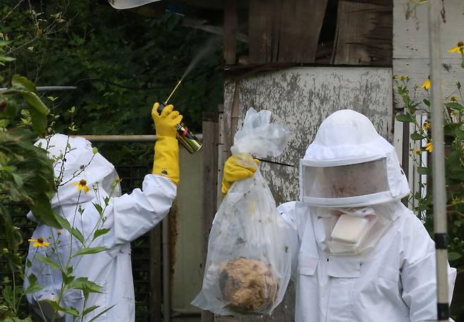 지난해 8월 9일 대전 대덕구 읍내동 농가에서 대덕소방서 소속 소방대원들이 말벌집을 제거하고 있다. /뉴스1