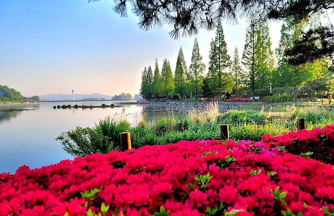 봄철 철쭉이 피어있는 신정호 산책로. 아산시 제공