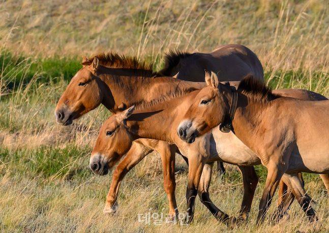 후스타이 국립공원에서 서식 중인 프르제발스키말(타키) 무리가 힘차게 발걸음을 내딛고 있다. 타키는 세계에서 유일하게 남은 야생마다. 이번 IES 참가자들은 좀처럼 보기 힘든 타키의 역동적인 움직임을 눈앞에서 목격하는 행운을 얻었다. ⓒ데일리안 배군득 기자