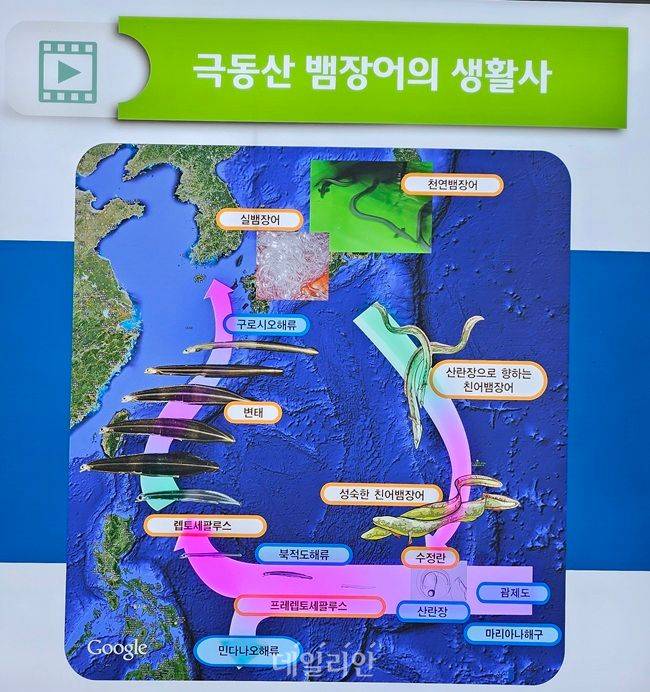 극동산 뱀자어 일생 주기. ⓒ데일리안 장정욱 기자