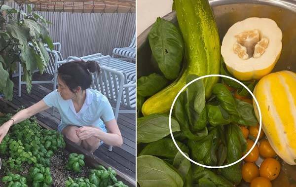 배우 이영애(54)가 텃밭에서 기른 싱싱한 채소를 수확하고 있다. 흰 동그라미 안에 있는 채소가 바질./사진=이영애 인스타그램 캡처
