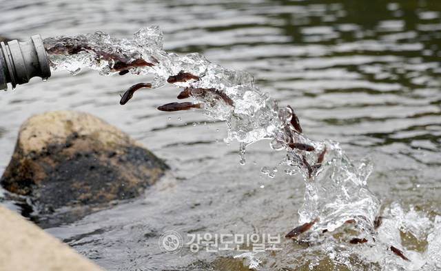 ▲ 철원군과 강원도내수면자원센터는 11일 철원군 한탄강에 대농갱이 어린고기 6만 마리를 방류했다. 이재용 기자