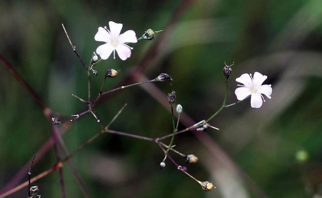가는대나물 꽃. 한국수목원정원관리원