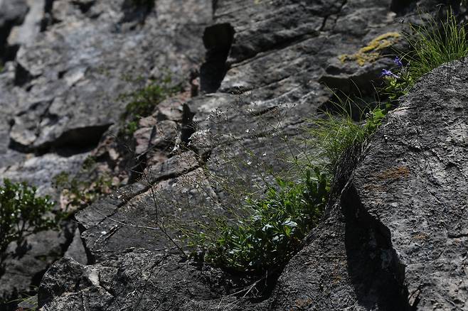 백두대간 석회암 지대에 서식하는 희귀식물 가는대나물 [국립백두대간수목원제공]