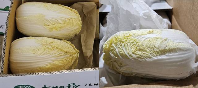 국산 알배기배추(왼쪽)와 중국산 알배기배추(오른쪽). 육안으로 봐서는 원산지를 구별하기 어렵다.