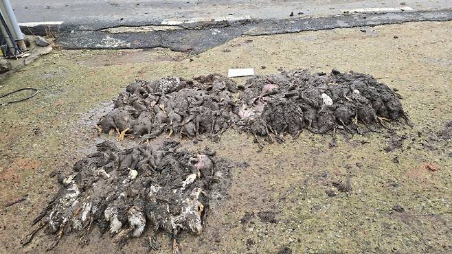 지난달 17일 쏟아진 괴물폭우로 막대한 수해 피해를 본 전남 나주시의 한 오리농가에 오리들이 죽어 있는 모습. /독자 제공
