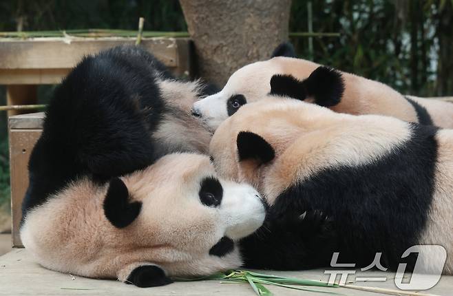 국내 최초 쌍둥이로 태어난 판다 자매 루이바오, 후이바오가 엄마와 함께 있는 모습이 일반에 마지막으로 공개된 12일 경기 용인시 처인구 에버랜드 판다월드에서 엄마 아이바오가 루이바오·후이바오에게 젖을 물리고 있다. 13일부터는 에버랜드 판다월드에서 오전에는 엄마 아이바오를, 오후에는 쌍둥이 판다의 귀여운 모습을 만나볼 수 있으며 오는 9월 새롭게 오픈하는 판다 세컨하우스에서는 루이바오와 후이바오가 적응 기간을 마치는대로 일반에 종일 공개될 예정이다. 2025.8.12/뉴스1 ⓒ News1 김영운 기자