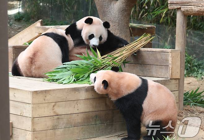 국내 최초 쌍둥이로 태어난 판다 자매 루이바오, 후이바오가 엄마와 함께 있는 모습이 일반에 마지막으로 공개된 12일 경기 용인시 처인구 에버랜드 판다월드에서 엄마 아이바오가 루이바오·후이바오와 함께 시간을 보내고 있다. ⓒ News1 김영운 기자