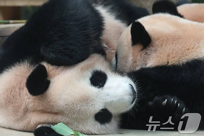 국내 최초 쌍둥이로 태어난 판다 자매 루이바오, 후이바오가 엄마와 함께 있는 모습이 일반에 마지막으로 공개된 12일 경기 용인시 처인구 에버랜드 판다월드에서 엄마 아이바오가 루이바오·후이바오에게 젖을 물리고 있다.  2025.8.12/뉴스1 ⓒ News1 김영운 기자