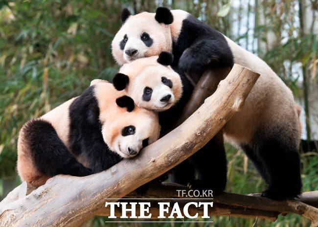 루이바오(좌), 후이바오(가운데), 아이바오(우)/에버랜드