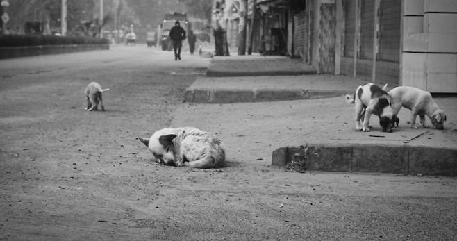 기사와는 무관한 떠돌이 개 사진. 픽사베이