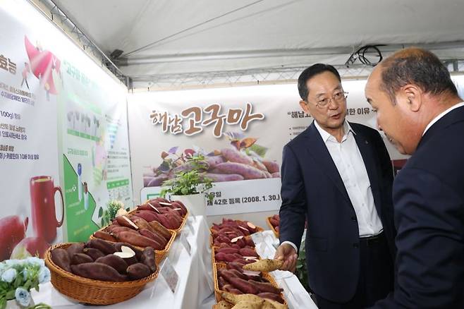 전남 해남군이 지역 대표 특산물인 해남고구마의 경쟁력 강화를 위해 생산, 가공, 유통에 이르는 고구마 산업 전 과정을 새롭게 설계하고, 고구마연구센터를 설립하는 등 대대적인 혁신에 나섰다. 사진은 명현관 해남군수가 지난해 11월 열린 해남미남축제에서 해남고구마를 살펴보고 있는 모습. 해남군 제공
