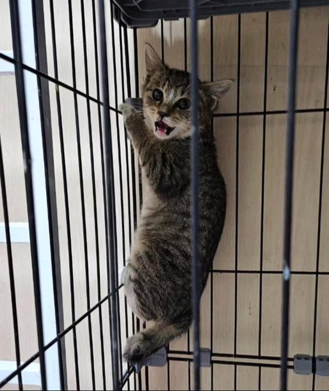 쉼터 대표 사람 싫어 고양이었던 알밤이