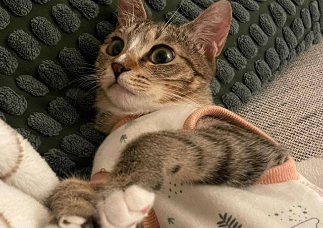 애교 부리는 고양이와 함께 살아요~