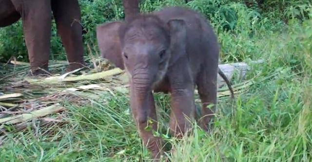 인도네시아 수마트라 테소닐로 국립공원에서 새끼 코끼리가 풀을 먹고 있는 모습. WWF 제공