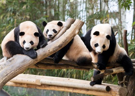 From left, giant pandas Rui Bao, Hui Bao and Ai Bao are pictured at Everland amusement park in Yongin, Gyeonggi, on Aug. 12. [SAMSUNG C&T]