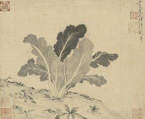 원나라 승려 고영이 그린 배추 그림. [사진=세계김치연구소]