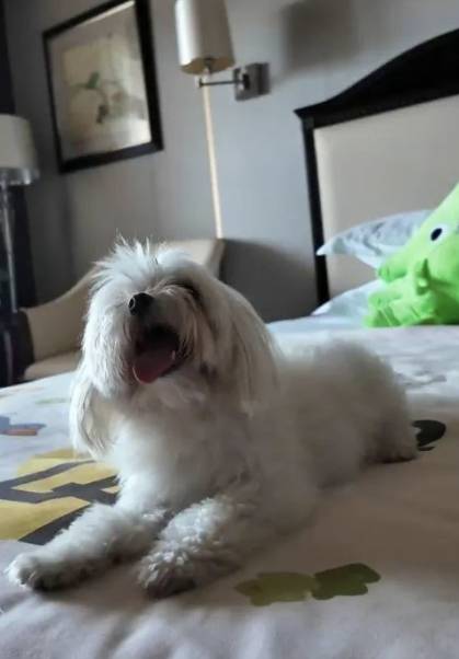 중국의 한 호텔의 반려동물 대여 서비스 [사우스차이나모닝포스트]