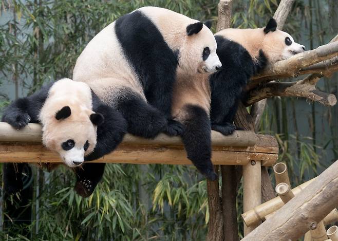 루이바오(좌), 아이바오(가운데), 후이바오(우)