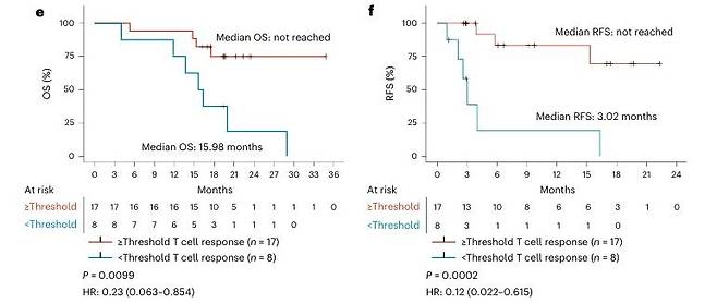 백신 투여 후 T세포 반응 강도에 따른 전체 생존기간 및 암 재발 없는 생존기간 T세포 반응 강도가 백신 투여 전보다 9.17배 이상 증가한 그룹과 그 이하로 증가한 그룹을 비교한 결과, T세포 반응 강도가 강한 경우 전체 생존기간과 암 재발 없는 생존기간이 연구 기간 안에 중앙값에 도달하지 않을 만큼 길어진 반면, 반응 강도가 약한 그룹은 전체 생존기간과 암 재발 없는 생존기간 중앙값이 각각 15.98개월과 3.02개월로 훨씬 짧았다. 이는 백신 투여 후 T세포 반응 강도가 9.17배 이상 증가하면 암 재발 위험은 88%, 사망 위험은 77% 감소한다는 것을 의미한다. [Nature Medicine, Zev Wainberg et al. 제공. 재판매 및 DB 금지]