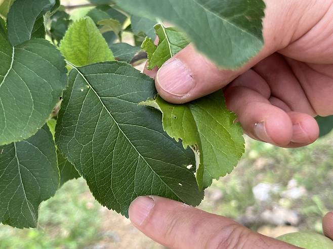 산불 피해로 자라난 옅은 색깔의 나뭇잎(오른쪽) [촬영 황수빈]