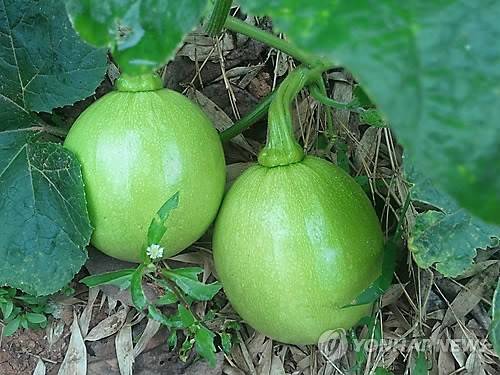 애호박 [연합뉴스 자료사진]