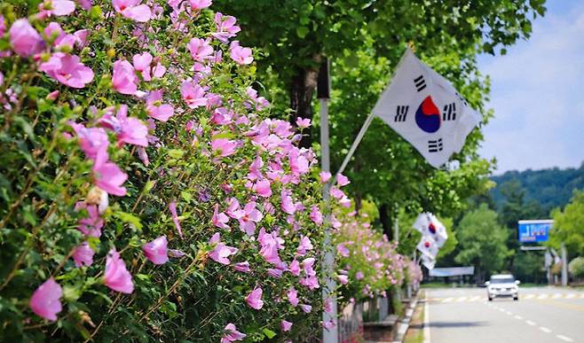 대전 유성구 국립대전현충원 '무궁화길' 사진제공은 대전시