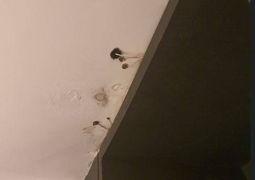 서울 유명 비즈니스호텔 객실 천장에서 목격된 버섯./ 블라인드