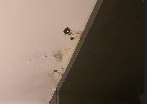 12일 직장인 익명 커뮤니티 '블라인드'에 올라온 서울의 한 유명 비즈니스 호텔 객실 내부 사진. 천장에 버섯이 핀 모습으로 불량한 청결 상태를 둘러싼 논란이 일었다. 블라인드 홈페이지 캡처