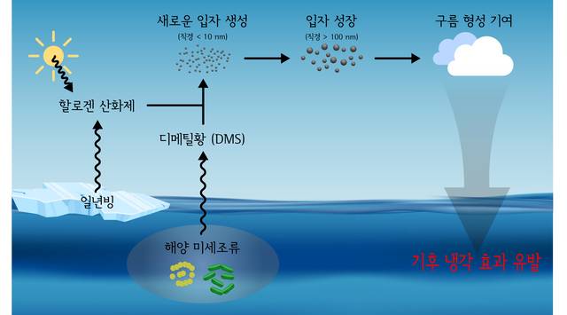 북극 미세조류-DMS-대기 중 구름응결핵 모식도. 극지연구소 제공