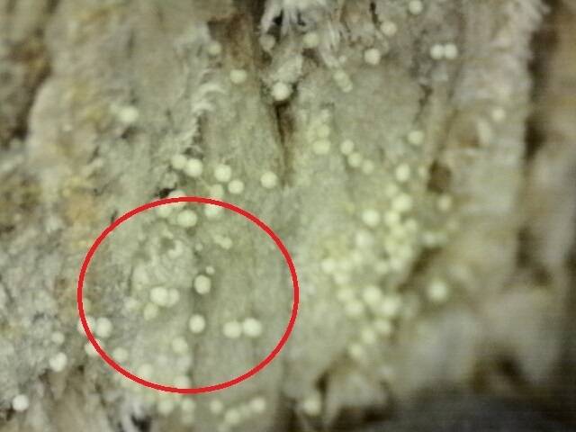 인천 한 신축 아파트·오피스텔 단지에서 발견된 혹파리 먹이인 곰팡이. [연합]