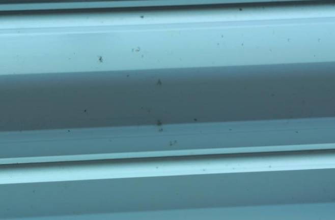 인천 한 신축 오피스텔에서 나온 혹파리 사체. [연합]