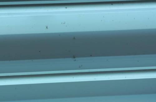 오피스텔에서 나온 혹파리 사체 [연합뉴스]