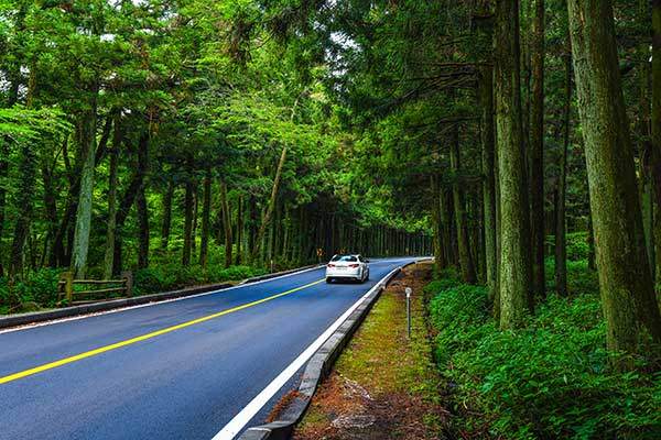 도로 양쪽 숲이 깊고 짙은 비자림로. 드라이브 코스로 인기가 좋다.