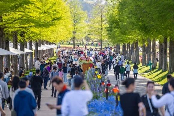 녹음이 우거진 순천만국가정원 내 낙우송길을 관람객들이 걷고 있다.