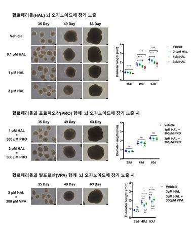 할로페리돌의 뇌 오가노이드 노출 실험 [국가독성과학연구소 제공. 재판매 및 DB 금지]