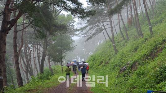 경남 의령 응봉산에서 열린 산림축제에서 방문객들이 명품숲을 걷고 있다. (사진=의령군산림조합 제공)