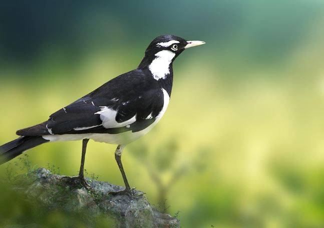 호주 까치. 픽사베이