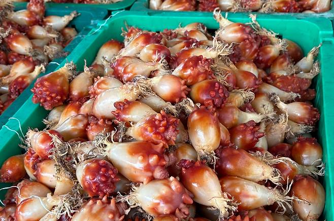 국내 연구진이 버려지는 멍게 껍질을 활용해 친환경 농약을 개발하는 데 성공했다. 사진은 지난 5월 경남 통영에서 올해 처음으로 출하한 멍게 모습./뉴스1