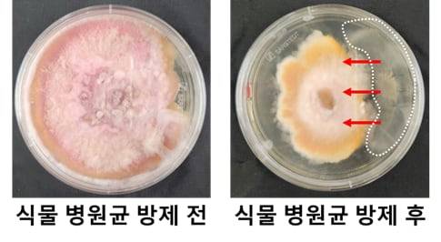 식물 병원균의 노출 상태(좌)와 치료균 캡슐 투입 후 병원균 제거 상태./인하대